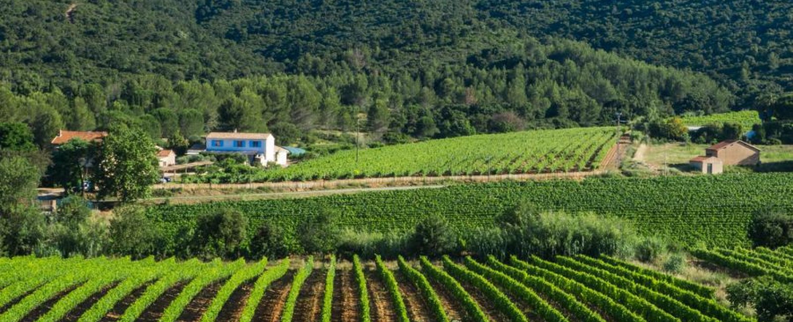 Domaine les trois chenes hyeres LES BORRELS