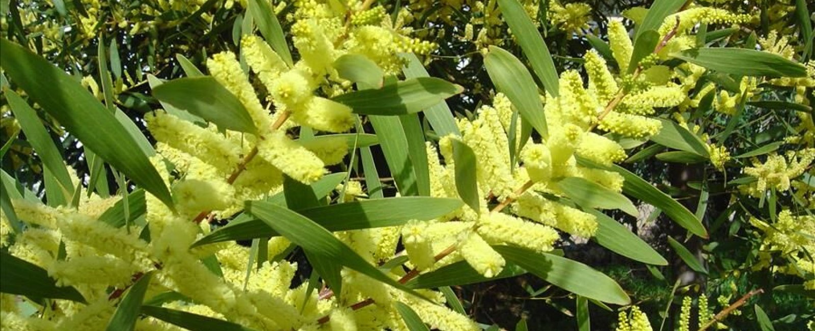 Pépinière Cavatore