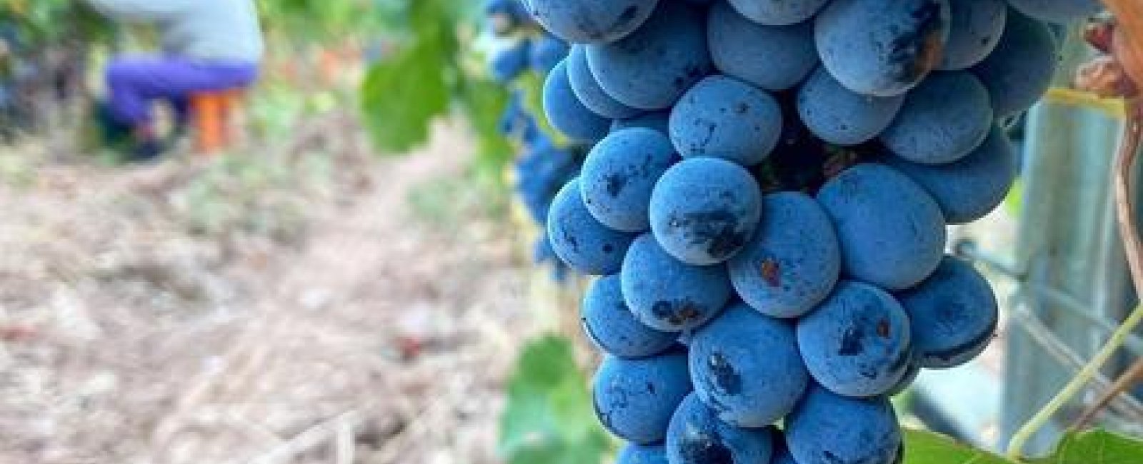 Domaine des Ondes_La Crau