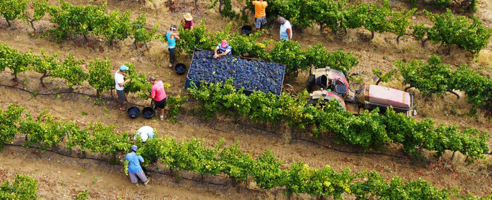 Cave des Vignerons Londais
