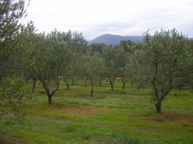 Domaine De La Jouasse A La Londe Les Maures Mpmtourisme