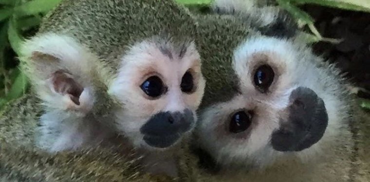 Squirrel monkeys at the Tropical Zoological Garden in La Londe les Maures Squirrel monkeys at the Tropical Zoological Garden in La Londe les Maures