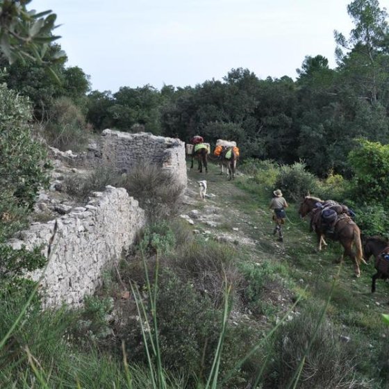 Randonnée à la journée avec mules et muletiers_Cuers