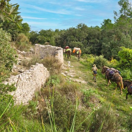 Randonnée à la journée avec mules et muletiers à  Cuers