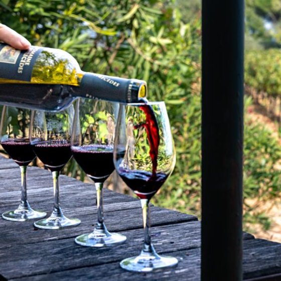 Expérience œnophile au Domaine de Peirecèdes à Cuers