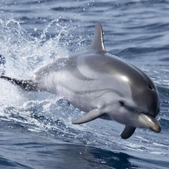Observation de Dauphins et de Baleines en bateau Hybride_Bormes-les-Mimosas