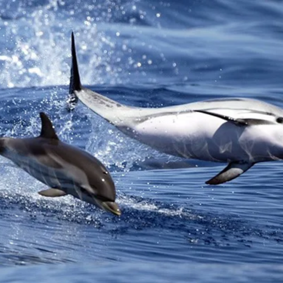 Naturalist outing by boat to meet cetaceans - Vedettes Îles d'Or et Le Corsaire_Le Lavandou