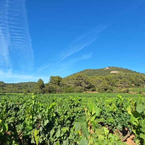 Balade sur les pas de la Tortue,au domaine de Favanquet à La Londe-les-Maures