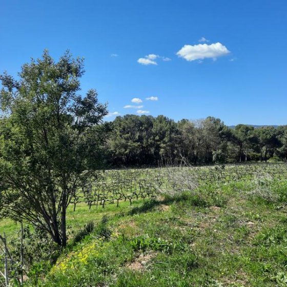 Balade dans les Vignes au Château des Bormettes à La Londe-les-Maures