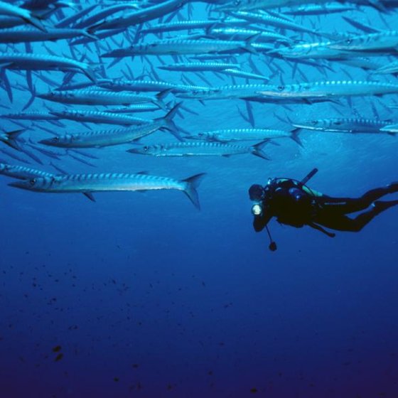 Plongeur avec barracudas