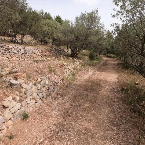 Sentier avec 3 rangées de restanques en pierres avec champs d'oliviers