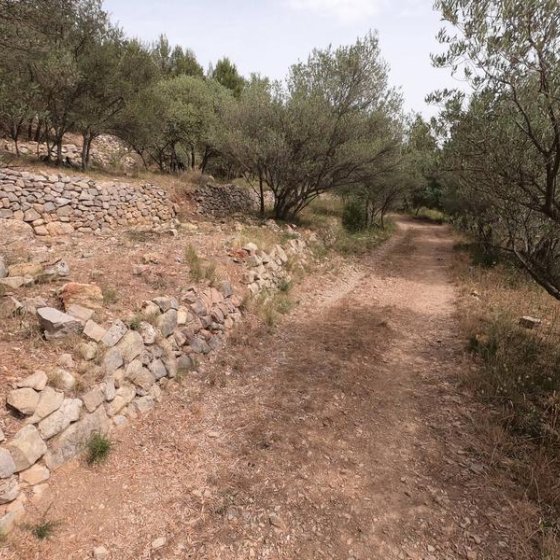 Sentier avec 3 rangées de restanques en pierres avec champs d'oliviers