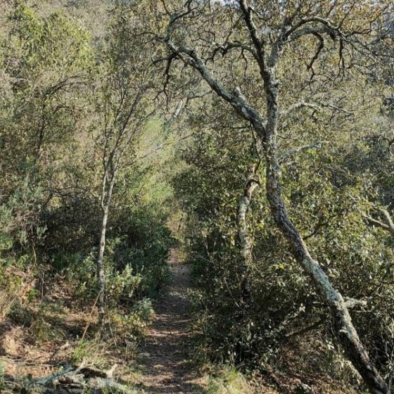 Sentier étroit passant au milieu de la végétation Sentier étroit passant au milieu de la végétation