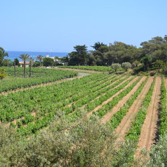Les Musicales dans les Vignes au Domaine de l'Anglade_Le Lavandou Les Musicales dans les Vignes au Domaine de l'Anglade_Le Lavandou