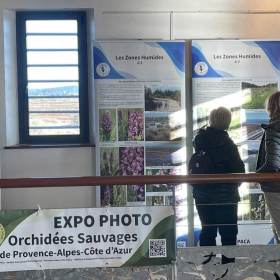 Exposition sur les Orchidées sauvages de la région Provence-Alpes-Côte d’Azur_Hyères Exposition sur les Orchidées sauvages de la région Provence-Alpes-Côte d’Azur_Hyères