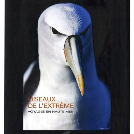 Expo Photo « Oiseaux de l'extrême, voyage en haute mer»_Saint-Tropez