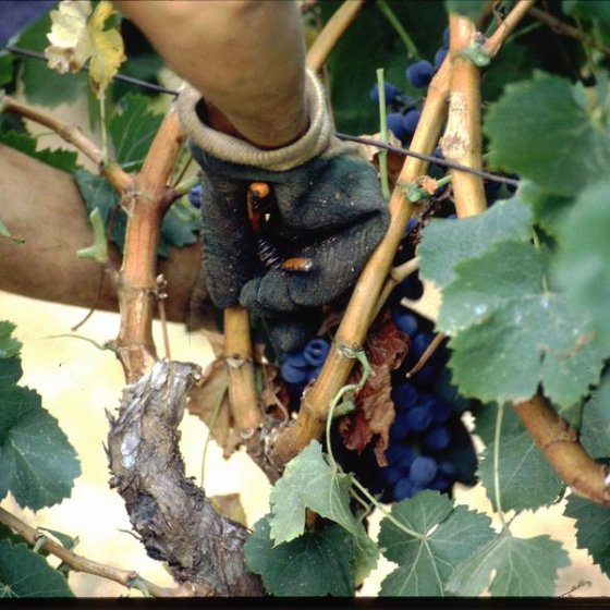 Les Vignerons de Collobrières : Un Héritage Viticole_Collobrières