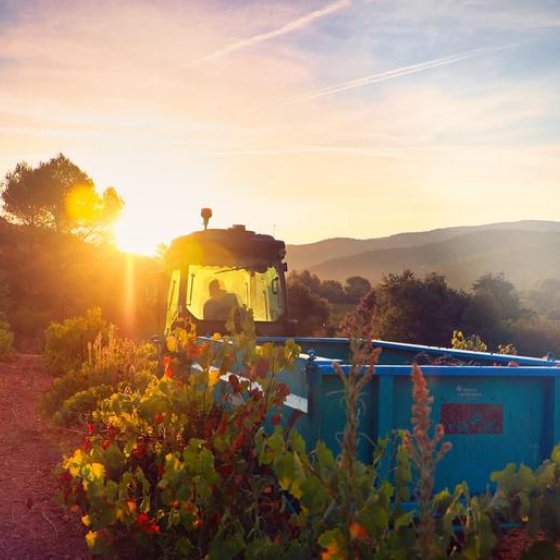 Les Vignerons de Collobrières : Un Héritage Viticole Les Vignerons de Collobrières : Un Héritage Viticole
