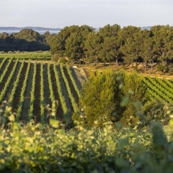 Flânerie Œnologique à pied dans les vignes à Figuière_La Londe-les-Maures