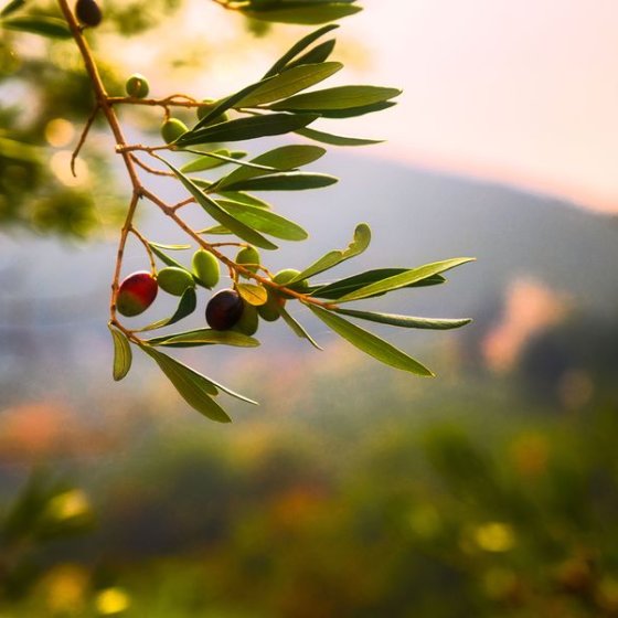 Olive Festival in La Londe les Maures