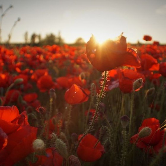 Ausgehen im Mittelmeerraum Porte des Maures