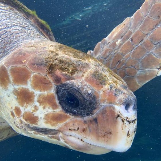 Les conférences environnement en Méditerranée porte des Maures