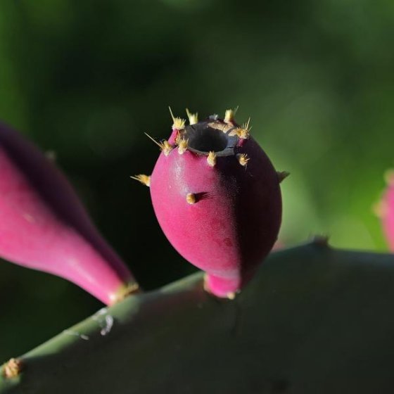 Les conférences environnement en Méditerranée porte des Maures