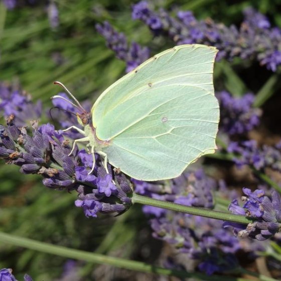 Les conférences environnement en Méditerranée porte des Maures
