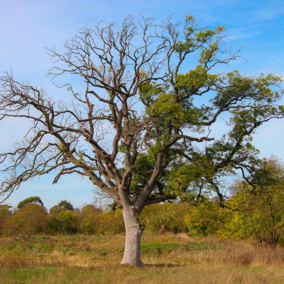 Les conférences environnement en Méditerranée porte des Maures