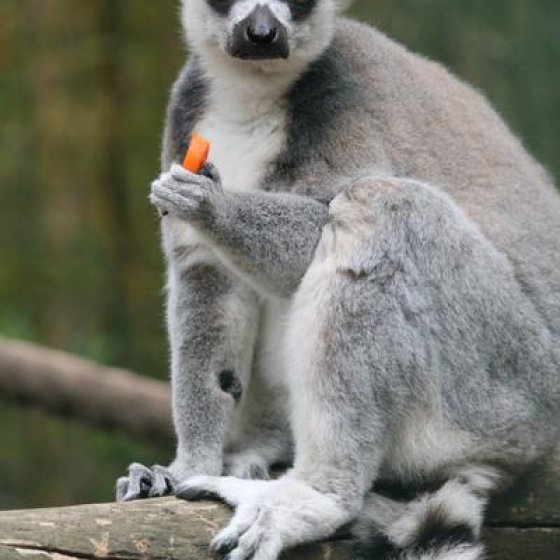Visite guidée du jardin zoologique tropical