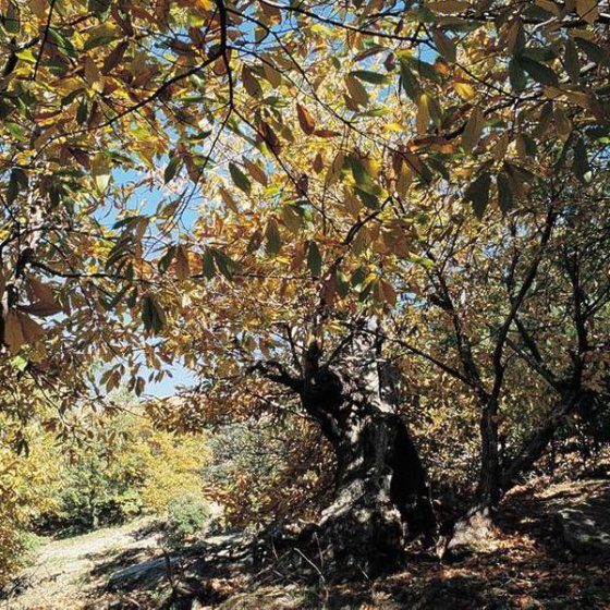 Balade guidée le liège et la châtaigne à Collobrières
