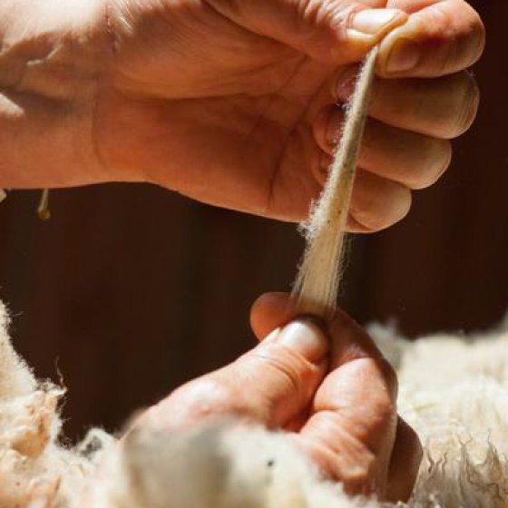 Atelier d'initiation - création de fleurs en laine feutrée avec la Ferme du Lambert