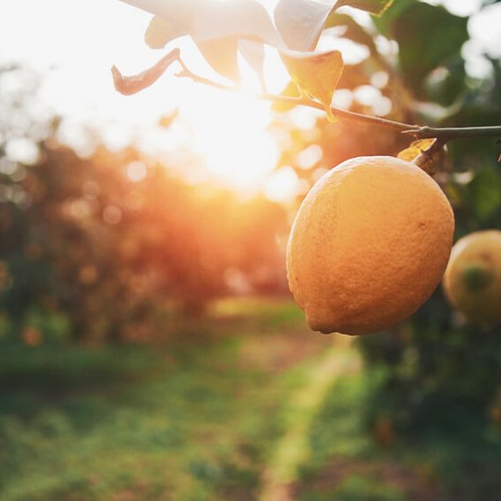 Agrumes de Provence au Domaine du Jasson
