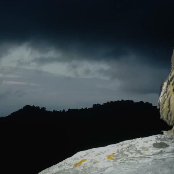 Balade nocturne Promenons-nous dans les bois La Londe