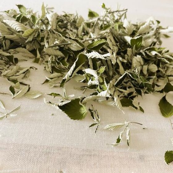 Récolte Châtaigneraie Godissard