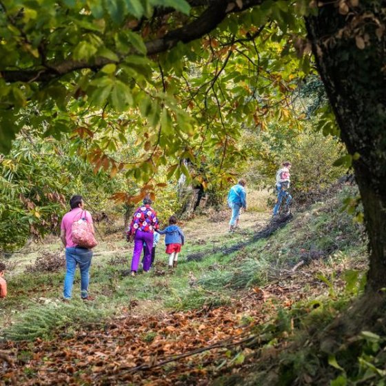 Châtaigneraie Godissard_Collobrières