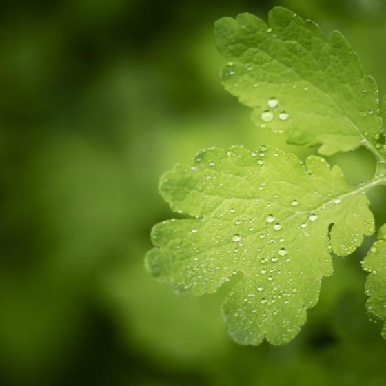 La nature dans tous les sens_Collobrières