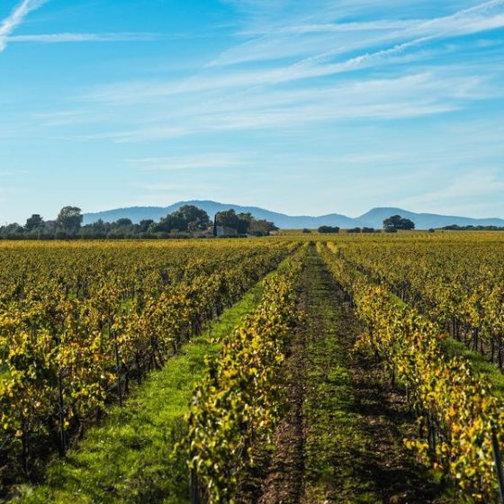 Fête des Vendanges La Londe