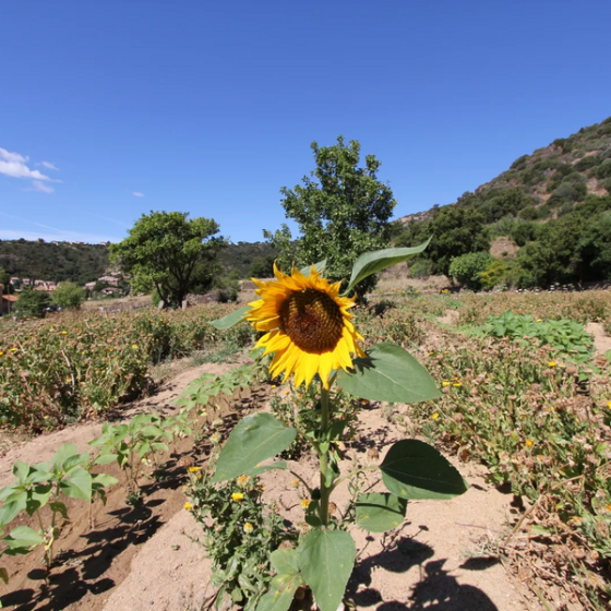 tour of the terraced fields of Saint-Clair_Le Lavandou