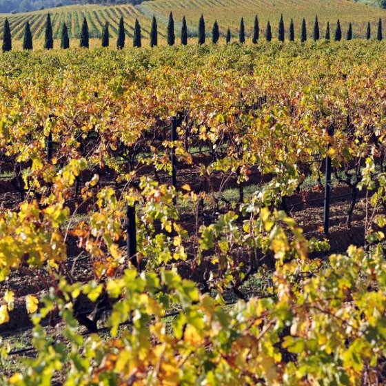 Les fêtes des vendanges en Méditerranée Porte des Maures