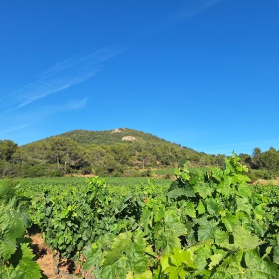 Balade nature et dégustation au Domaine de Favanquet à La Londe les Maures