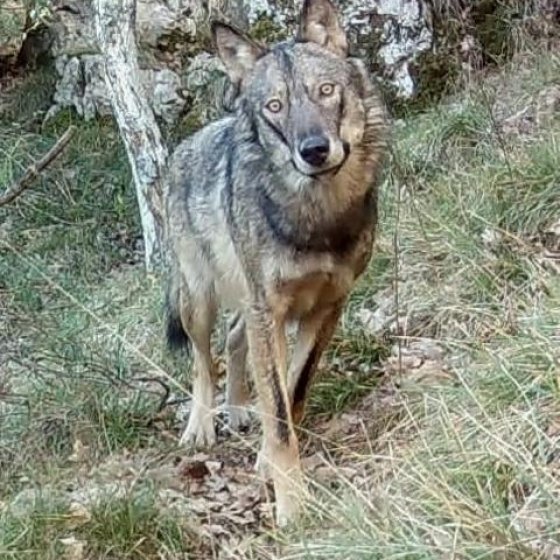 Balade sur les traces des loups Cuers