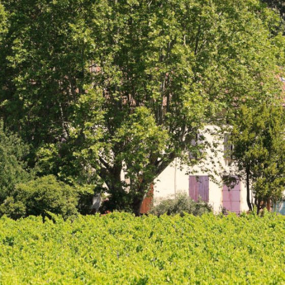 Family estate since 1850 in Collobrières