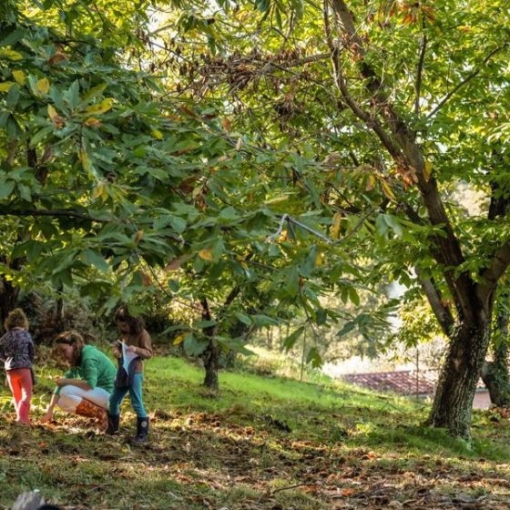 Châtaigneraie Godissard_Collobrières