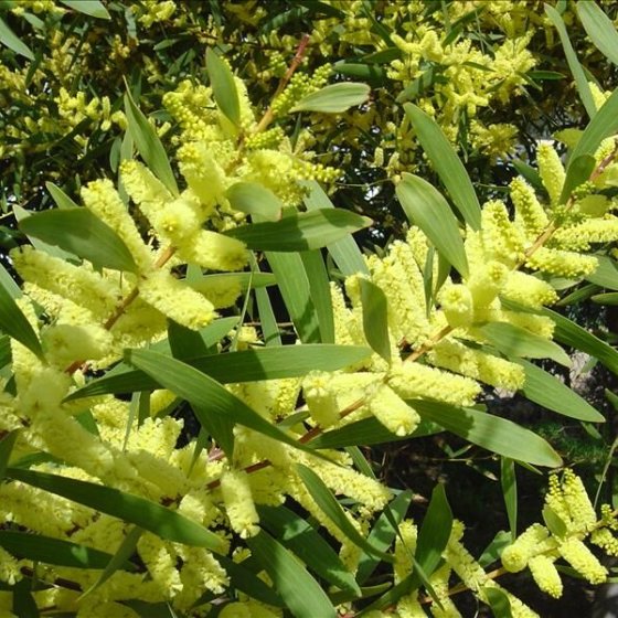 Pépinière Cavatore