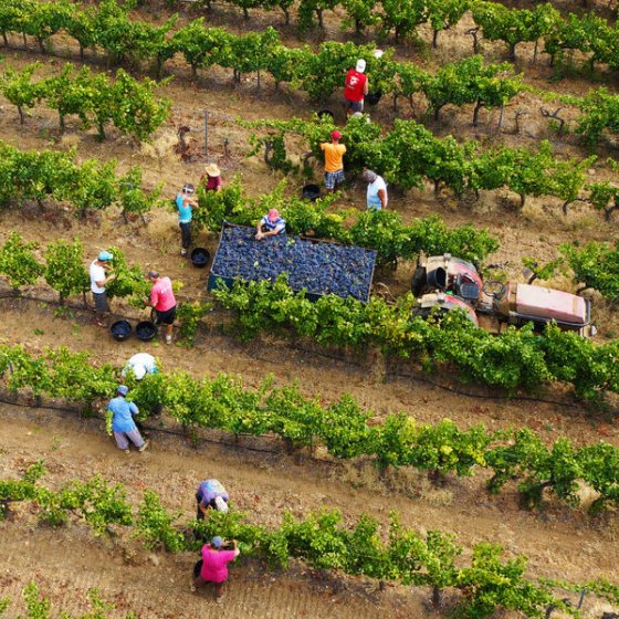 Cave des Vignerons Londais