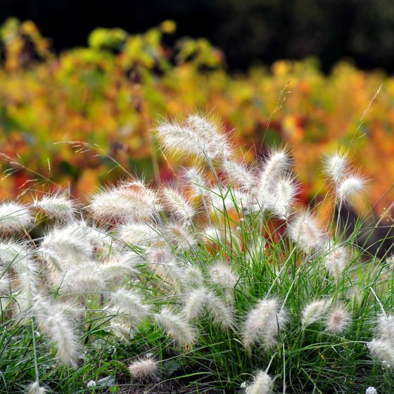 Autumn fields in Pierrefeu du Var Autumn fields in Pierrefeu du Var