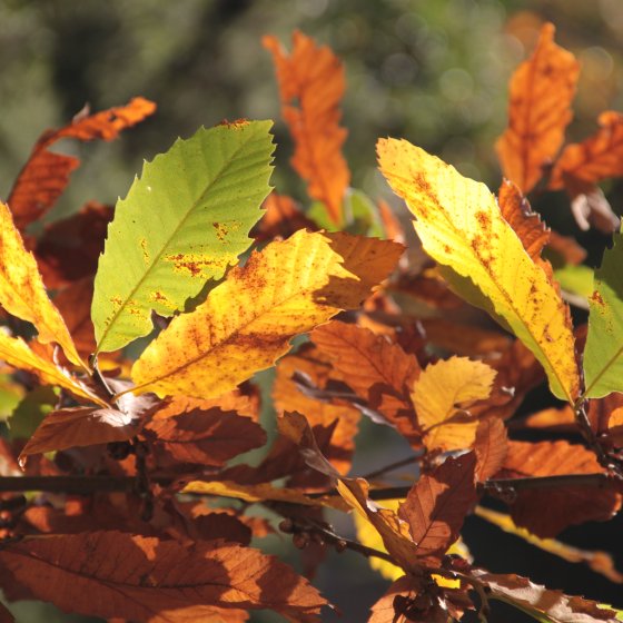 The chestnut of Collobrières in the Maures massif The chestnut of Collobrières in the Maures massif