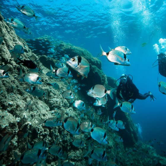 Plongée sous marine à La Londe Plongée sous marine à La Londe