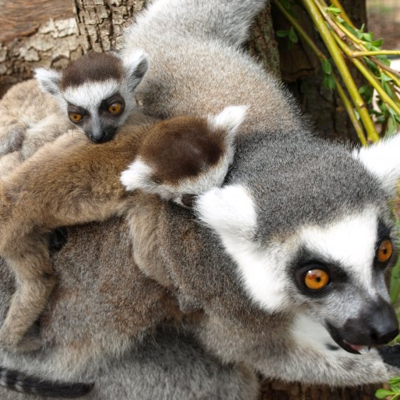 Tropical zoological garden in La Londe les Maures Tropical zoological garden in La Londe les Maures